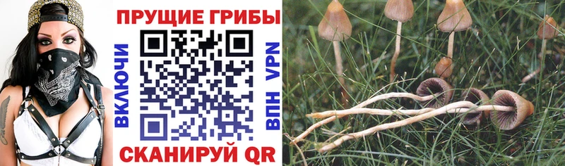 закладки Кувандык Галлюциногенные грибы ЛСД